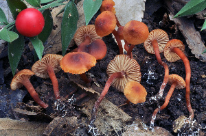  (Rhodophana almae-lunae - BGE_00473_A09)  @11 [ ] Copyright (2024) Luciano Michelin None