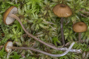  (Entoloma sodale - BGE_00473_B09)  @11 [ ] Copyright (2024) Renato Jonny Ferrari none