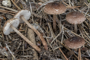  (Lepiota rhodorhiza - BGE_00473_C02)  @11 [ ] Copyright (2024) Renato Jonny Ferrari none