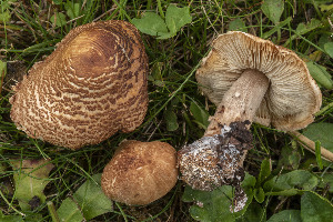  (Lepiota dryadicola - BGE_00473_D01)  @11 [ ] Copyright (2024) Renato Jonny Ferrari none