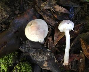  (Lepiota cystophoroides - BGE_00473_D04)  @11 [ ] Copyright (2024) Alessia Tatti None