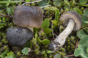  (Entoloma alpicola - BGE_00473_D11)  @11 [ ] Copyright (2024) Renato Jonny Ferrari none