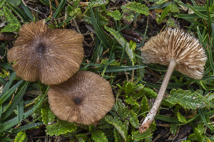  (Entoloma pseudoturci - BGE_00473_E05)  @11 [ ] Copyright (2024) Renato Jonny Ferrari none