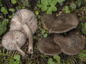  (Entoloma clypeatum - BGE_00473_F07)  @11 [ ] Copyright (2024) Renato Jonny Ferrari none