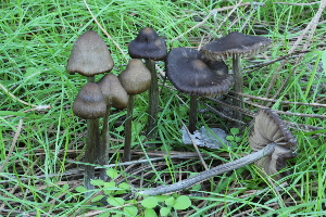 (Entoloma atlanticum - BGE_00473_G08)  @11 [ ] Copyright (2024) Alessandro Ruggero None