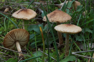 (Lepiota sublaevigata - BGE_00473_H02)  @11 [ ] Copyright (2024) Alessandro Ruggero None