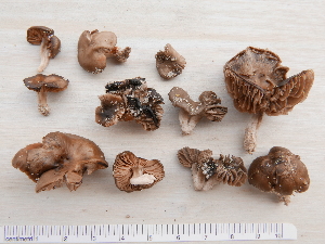  (Entoloma decastes - BGE_00473_H09)  @11 [ ] Copyright (2024) Alessandro Ruggero None