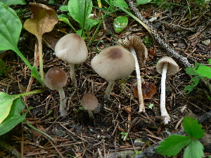  (Conocybe brunneidisca - BGE_00474_B12)  @11 [ ] Copyright (2024) Enrico Bizio none