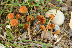  (Conocybe lobauensis - BGE_00474_C06)  @11 [ ] Copyright (2024) Enrico Bizio none