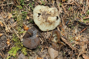  (Conocybe ochrostriata - BGE_00474_C10)  @11 [ ] Copyright (2024) Enrico Bizio none