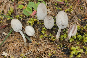  (Coprinopsis martinii - BGE_00474_D01)  @11 [ ] Copyright (2024) Enrico Bizio none