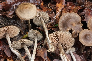  (Entoloma assiduum - BGE_00474_E01)  @11 [ ] Copyright (2024) Enrico Bizio none