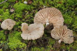  (Entoloma cettoi - BGE_00474_F01)  @11 [ ] Copyright (2024) Enrico Bizio none