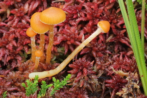  (Galerina norvegica - BGE_00474_F05)  @11 [ ] Copyright (2024) Enrico Bizio none
