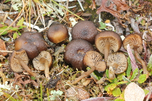  (Galerina pseudotundrae - BGE_00474_F07)  @11 [ ] Copyright (2024) Enrico Bizio none