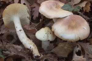  (Hygrophorus leucophaeoilicis - BGE_00477_G01)  @11 [ ] Copyright (2024) Alessandro Valdagni None