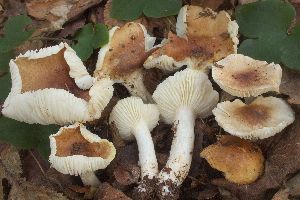  (Hygrophorus arbustivus - BGE_00477_G06)  @11 [ ] Copyright (2024) Alessandro Valdagni None