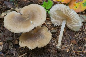  (Entoloma subradiatum - BGE_00478_D12)  @11 [ ] Copyright (2024) Marco Floriani None
