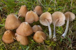  (Entoloma catalaunicum - BGE_00478_G01)  @11 [ ] Copyright (2024) Alessandro Valdagni None