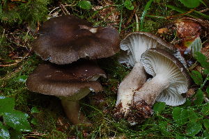  (Hygrophorus camarophyllus - BGE_00479_B05)  @11 [ ] Copyright (2024) Marco Floriani None