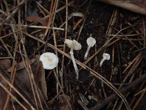  (Lepiota nigrescentipes - BGE_00479_H04)  @11 [ ] Copyright (2024) Alessia Tatti None
