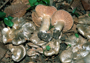  (Entoloma saundersii - BGE_00480_G07)  @11 [ ] Copyright (2024) Fabio Padovan None