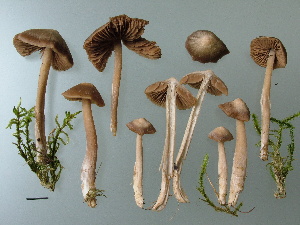  (Entoloma testaceum - BGE_00481_C06)  @11 [ ] Copyright (2024) Fabio Padovan None