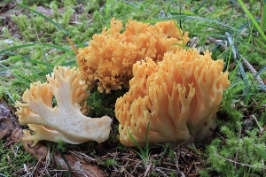  (Ramaria schildii - BGE_00481_E08)  @11 [ ] Copyright (2024) Fabio Padovan None