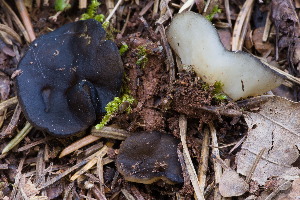  (Gyromitra melaleuca - BGE_00482_B07)  @11 [ ] Copyright (2024) Marco Floriani None