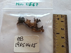  (Helvella fusca - BGE_00474_H04)  @11 [ ] Copyright (2025) Unspecified University of Trento
