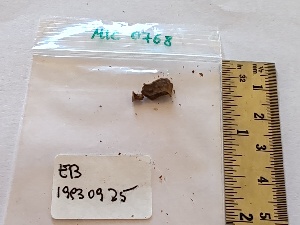  (Pholiota lutaria - BGE_00477_A04)  @11 [ ] Copyright (2025) Unspecified University of Trento