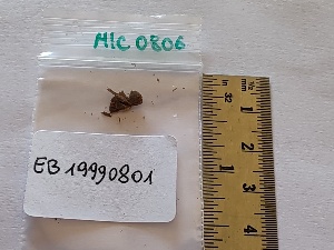  (Psilocybe modesta - BGE_00477_D06)  @11 [ ] Copyright (2025) Unspecified University of Trento