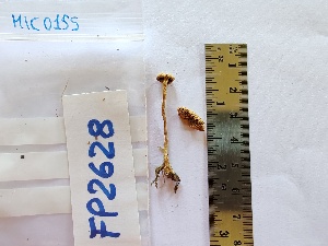  (Laccaria scotica - BGE_00480_E07)  @11 [ ] Copyright (2025) Unspecified University of Trento