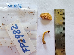  (Pholiota lucifera - BGE_00480_G04)  @11 [ ] Copyright (2025) Unspecified University of Trento