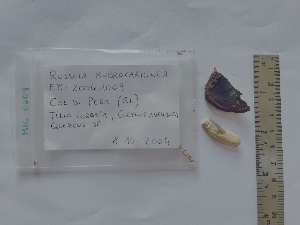  (Russula rubrocarminea - BGE_00472_B07)  @11 [ ] Copyright (2025) Unspecified University of Trento