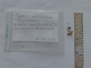  (Pluteus minutissimus - BGE_00472_B11)  @11 [ ] Copyright (2025) Unspecified University of Trento