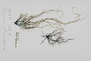  (Helminthocladia calvadosii - L.3960374)  @11 [ ] CreativeCommons - Attribution Non-Commercial Share-Alike (2016) Unspecified Naturalis Biodiversity Center