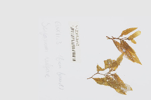  (Sargassum vulgare - L.3960118)  @11 [ ] CreativeCommons - Attribution Non-Commercial Share-Alike (2016) Unspecified Naturalis Biodiversity Center