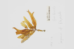  (Sargassum cf. sp - L.3960119)  @11 [ ] CreativeCommons - Attribution Non-Commercial Share-Alike (2016) Unspecified Naturalis Biodiversity Center