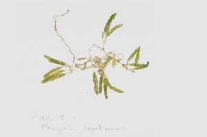  (Halophila stipulacea - L.3960038)  @11 [ ] CreativeCommons - Attribution Non-Commercial Share-Alike (2016) Unspecified Naturalis Biodiversity Center