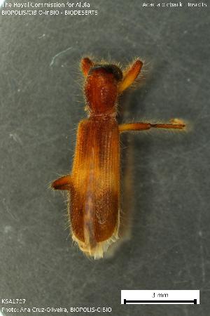  (Opilio longipilis - KSA1707)  @11 [ ] Creative Commons Attribution NonCommercial ShareAlike (2023) (2024) Research Center in Biodiversity and Genetic Resources Research Center in Biodiversity and Genetic Resources