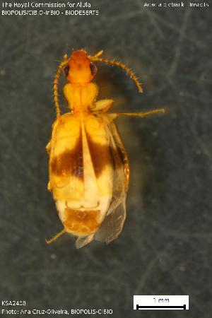  (Calodromius mayeti - KSA2408)  @11 [ ] Creative Commons Attribution NonCommercial ShareAlike (2023) (2024) Research Center in Biodiversity and Genetic Resources Research Center in Biodiversity and Genetic Resources