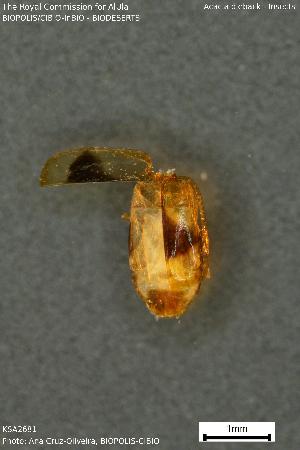  ( - KSA2681A)  @11 [ ] Creative Commons Attribution NonCommercial ShareAlike (2023) (2024) Research Center in Biodiversity and Genetic Resources Research Center in Biodiversity and Genetic Resources