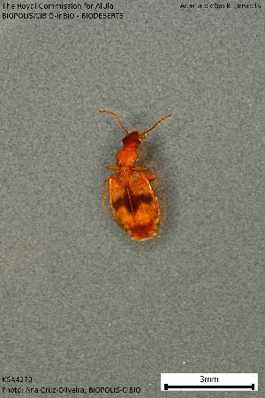  ( - KSA4273A)  @11 [ ] Creative Commons Attribution NonCommercial ShareAlike (2023) (2024) Research Center in Biodiversity and Genetic Resources Research Center in Biodiversity and Genetic Resources