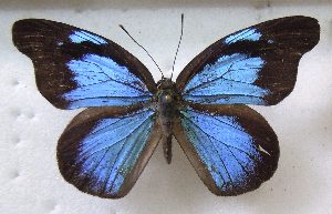  (Poritiinae - MLIB-1420)  @15 [ ] CreativeCommons - Attribution (2014) Michel Libert Centre for Biodiversity Genomics