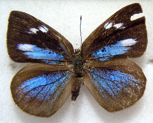  ( - MLIB-1849)  @13 [ ] CreativeCommons - Attribution (2015) Michel Libert Centre for Biodiversity Genomics