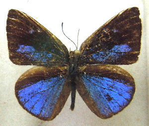  ( - MLIB-1949)  @13 [ ] CreativeCommons - Attribution (2016) Michel Libert Centre for Biodiversity Genomics
