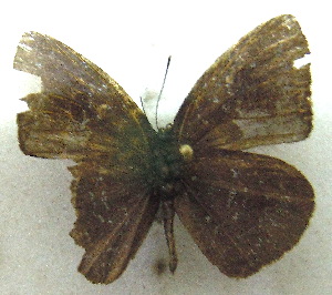  (Stempfferia michelae centralis - MLIB-1975)  @13 [ ] CreativeCommons - Attribution (2016) Michel Libert Centre for Biodiversity Genomics