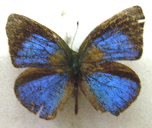  ( - MLIB-1979)  @13 [ ] CreativeCommons - Attribution (2016) Michel Libert Centre for Biodiversity Genomics