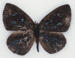  (Cephetola orientalis - MLIB-2116)  @14 [ ] CreativeCommons - Attribution Non-Commercial Share-Alike (2017) Michel Libert Centre for Biodiversity Genomics